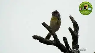 JUAN CHIVIRO  (Cyclarhis gujanensis)