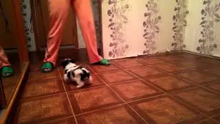 VIDEO0071