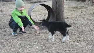Маленькая козочка.