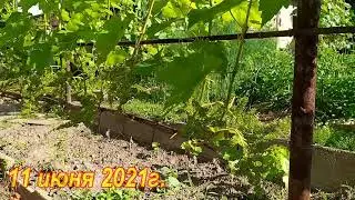 Ответ на комментарий по поводу филлоксеры на моем винограднике