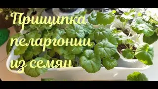 Прищипка пеларгонии(герани) из семян#4.Развитие штамба.Черенки пеларгонии укореняются.
