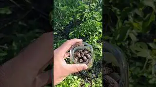 Живая приманка на голавля