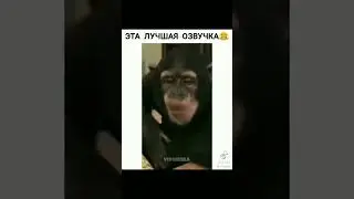 Тик Ток:Это лучшая озвуча😅