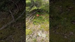Тихая охота