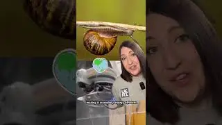 Snails are helping robots climb skyscrapers