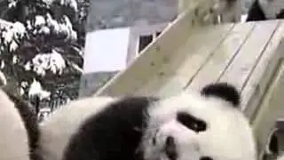 панды едут с горки