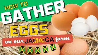 How to Gather Eggs on Our Jamaican Farm