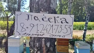Впервые в этом году увидел мёд!
