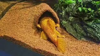 New caves - He does what he wants