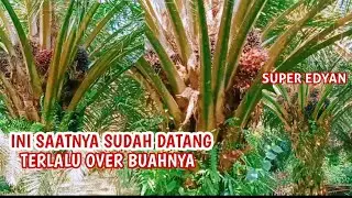 RAHASIA DI BALIK SAWIT TINGGI 1 METER !!! APA JADINYA