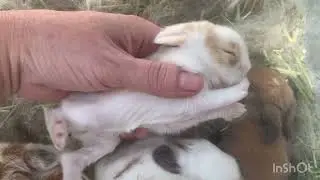 Bunny love and a brush with disaster