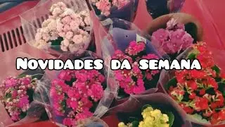 novidades da semana 🌹 deixe o like 👍 floricultura em casa 🏡