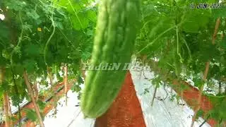 TANAMAN PARE YUNAN DAN DULCO 50HST