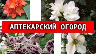 Аптекарский огород. Москва . Ботанический сад
