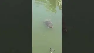 Черепахи греются на солнышке