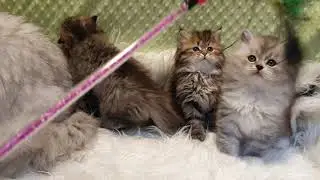 Tiara's babies July 2020