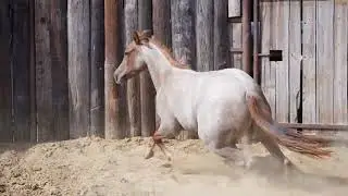 TALKATINI