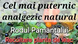 Cel mai puternic analgezic natural / Rodul pământului/Matraguna
