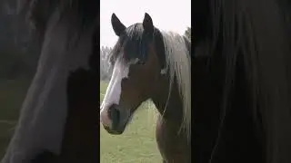 Horse Photography in the WILD!