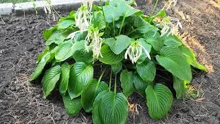 💚 Хосты. Секреты ухода. 🌿