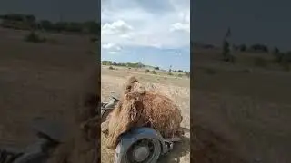 шаруашылық та тайлақ кетіп қалған