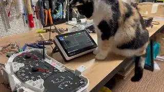 Учу кота пользоваться осциллографом