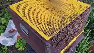 Как предотвратить роение у пчёл 2024г