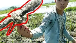 Kéo cò miền Tây - Ra đồng thử cách bắt chim độc đáo bằng lưới ở Miền tây