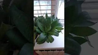 ПОКОРМИ ПТИЦ!🐦🐔🐧🐦🐤🐣🐥  ПРИВЕТ, СССР!