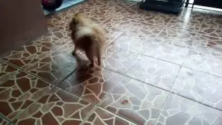 Minipom kenzi lagi pengen Anu ( birahi )