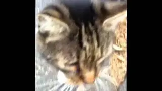 Crazy Shots