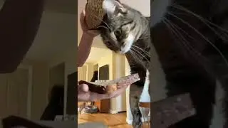 Бутерброд из кота #Tik Tok #Shorts #Тик Ток #ПриколКоты #Catstiktok