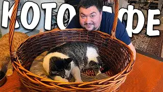 ПЕРВЫЙ РАЗ в Котокафе Котиссимо Москва