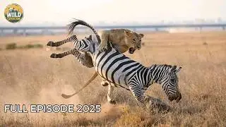 Serengeti Exposed | Nature’s Deadliest Rules Uncovered | Animal Documentary