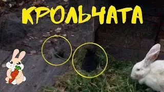 Выравниваем отсев, настурция, 2 косички у Евы и наши крольчата