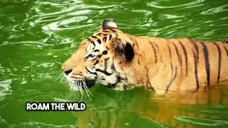 Roar of the Jungle: Full HD Tiger Documentary🐅🌳 