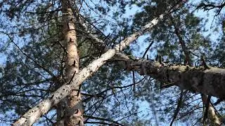 Звуки леса. Скрип стволов сухостоя.