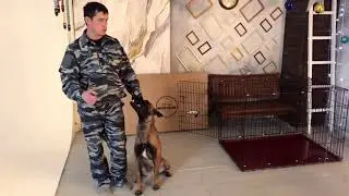 Знакомство собаки с клеткой