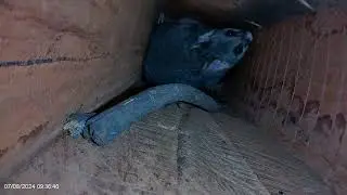 Short eared possum love for Landsborough nestboxes