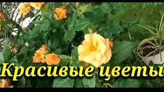 Гулҳои зебо👍😷                  Красивые цветы😉😉😉