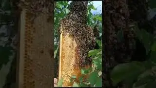 Рой прилетел