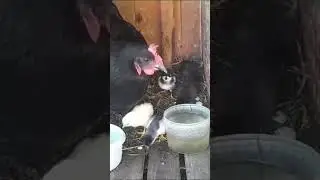 Теперь у нас появилось 5 цыплят, ждём ещё приплода!