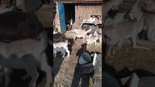 Козочки, хозяйство!