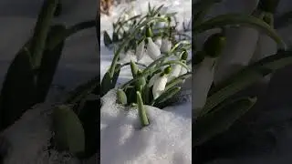 Подснежники под снегом. 