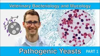 Pathogenic Yeasts (Part 1) - Veterinary Bacteriology and Mycology