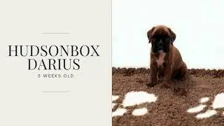 Hudsonbox Darius @ 5 weeks old