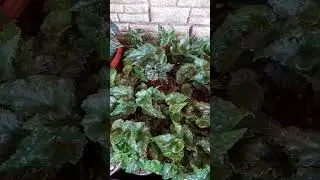Бегония (черенки) остановились в росте,принимаю меры!