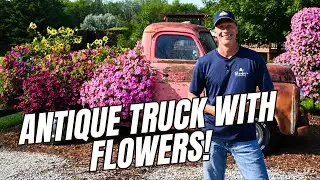 Antique Truck with Flowers - Check Out this Front Yard Display!
