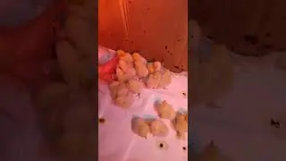 цыплята кобб 700 