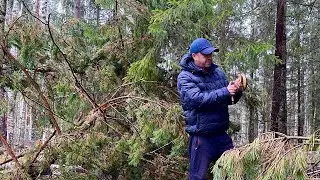 ГРИБЫ перед ЗИМОЙ! Тихая охота